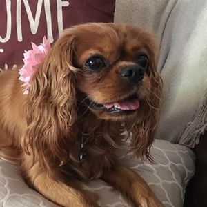 Meet your Posher, Shelby